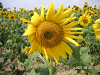 s_PICT0051_thumb.png